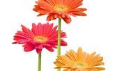 gerbera.jpg